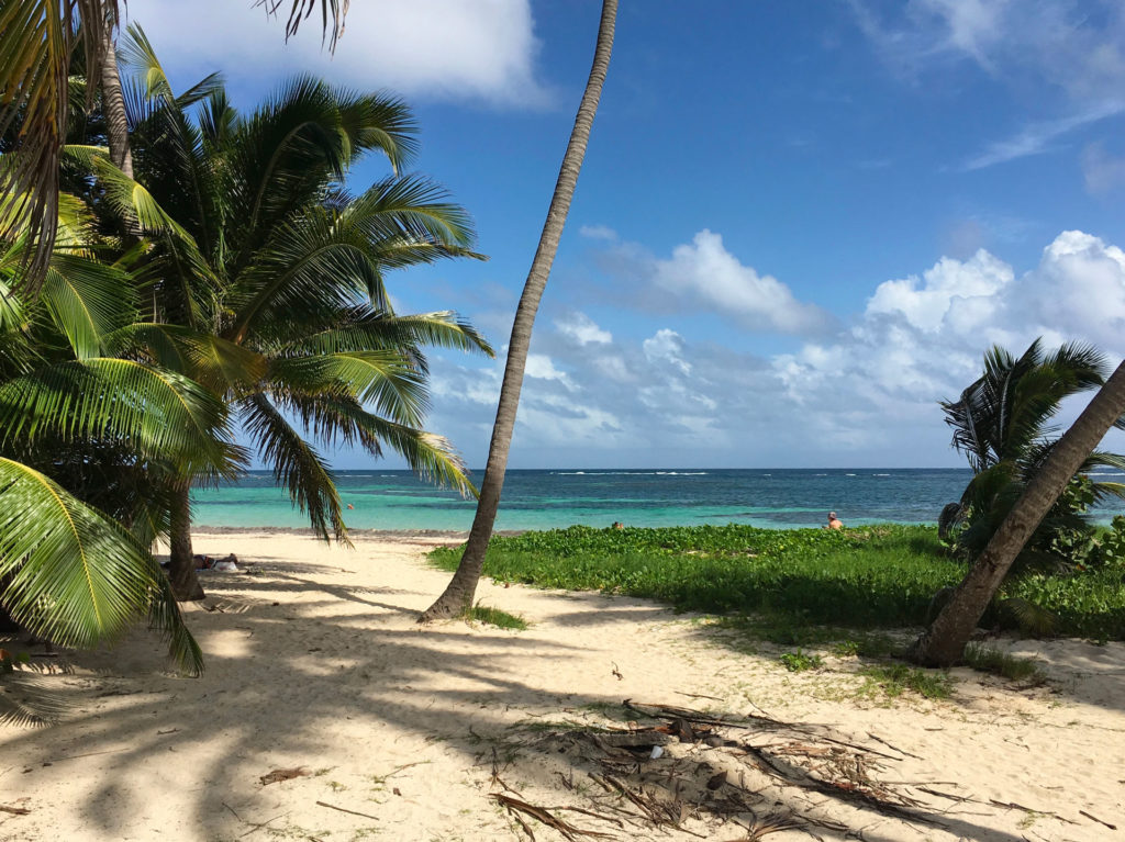 Plage en Martinique palmier eu mer turquoise - martinique location villa – villa malawi